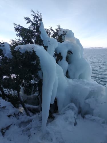 Thuja (Arborvitae)