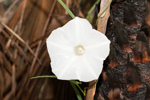 Ipomoea tolmerana