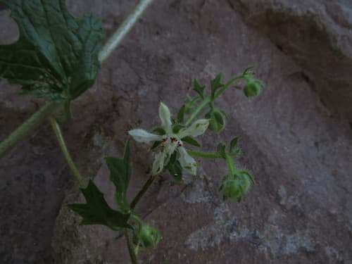 Loasa arnottiana