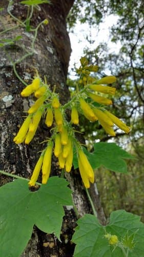 Gronovia longiflora