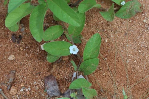 Ipomoea leucanthemum
