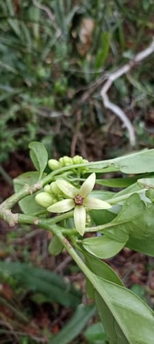 Solanum sycocarpum