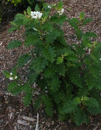 Thorny Popolo