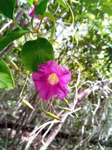 Ipomoea venosa