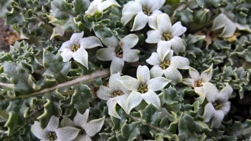 Jaborosa caulescens