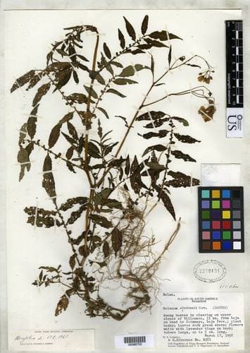 Solanum albornozii
