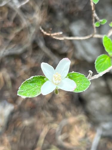 fourpetal cliffbush