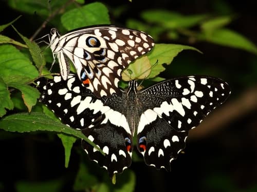 Papilio erithonioides