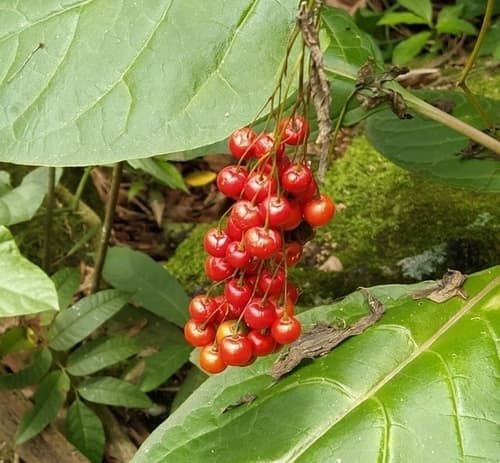 Solanum alatirameum