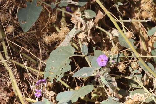 Solanum fecundum