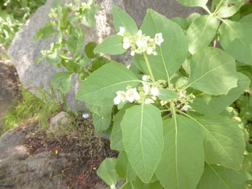 Jaltomata diversa
