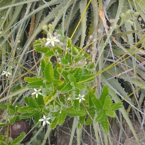 Aosa gilgiana