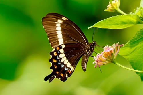 Papilio hypsicles