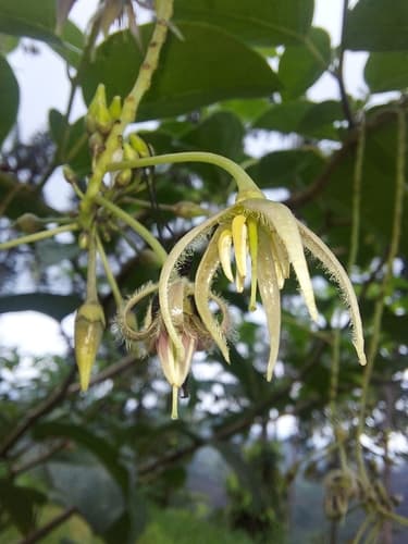 Solanum splendens