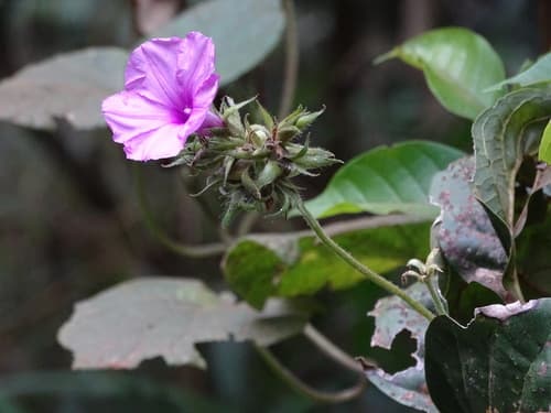 Ipomoea kituiensis