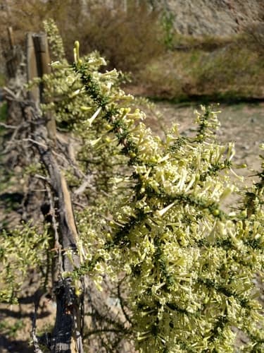 Lycium minutifolium