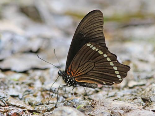 Medium Green-banded Swallowtail