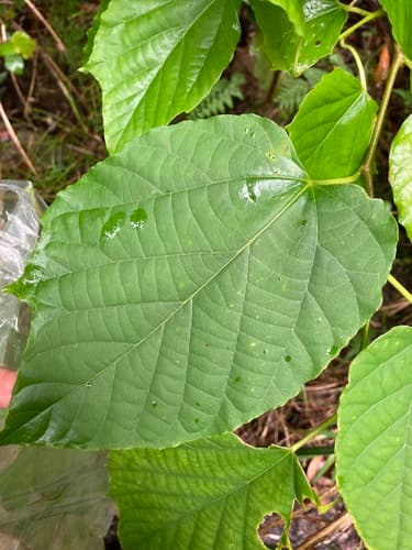 Alangium premnifolium