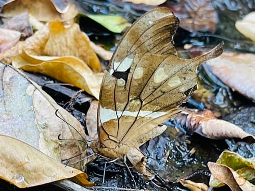Eastern Bush Kite Swallowtail