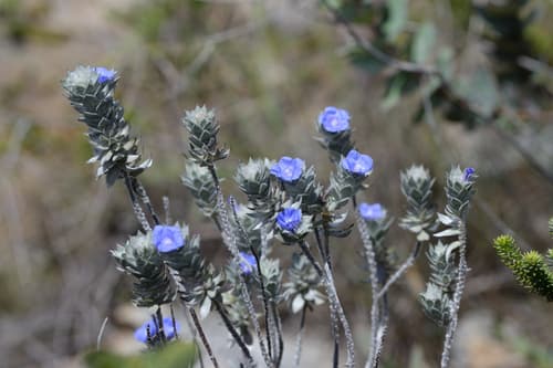 Jacquemontia grisea