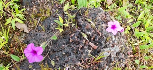 Ipomoea barlerioides