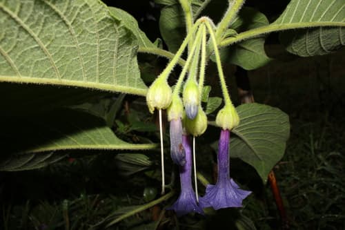 giant iochroma