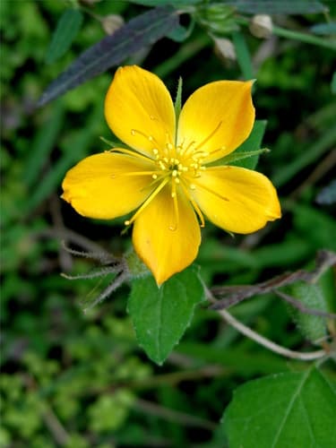 Lindheimer's Stickleaf