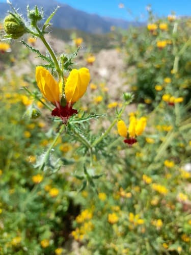 Loasa multifida