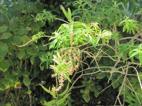 Lemon Verbena
