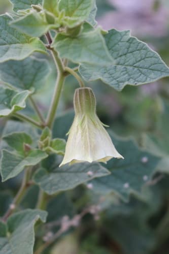 Sticky Groundcherry