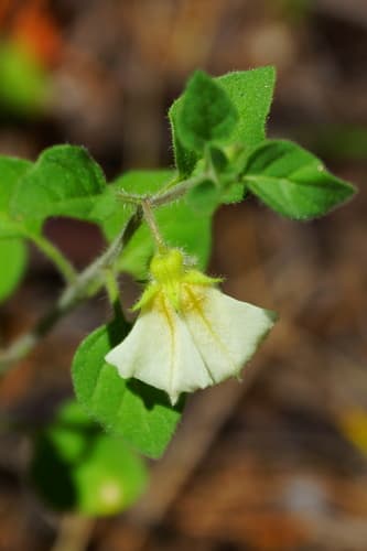 Cataracta microphysa