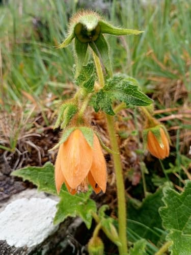 Nasa jungiifolia