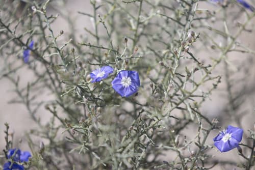 Sea Thyme