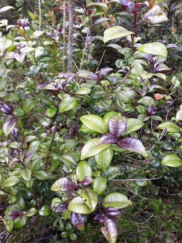Hispaniola cestrum