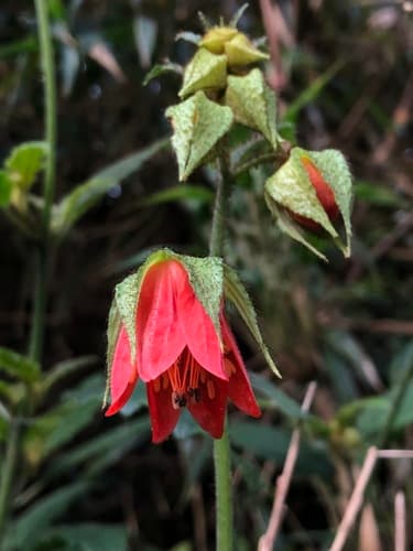 Nasa calycina