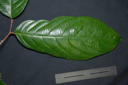 Ampelocera edentula