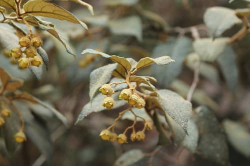 Solanum lacerdae