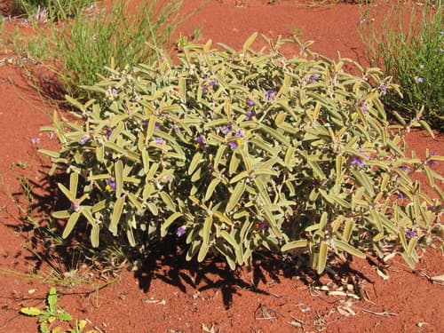 Desert Raisin