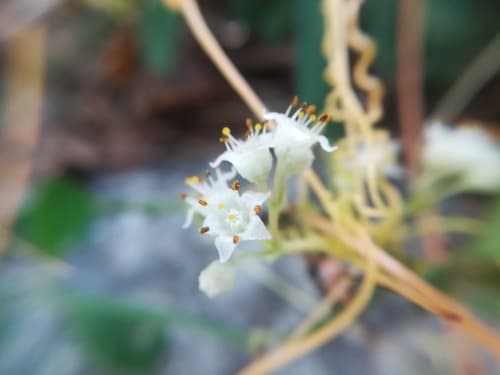Cochise Dodder