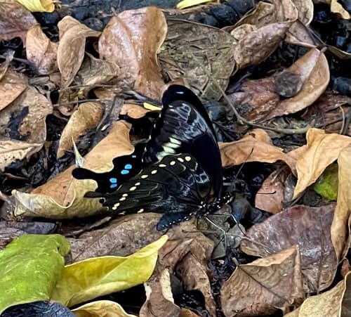 Horniman’s Green-banded Swallowtail