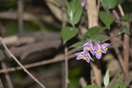 Himalayan Deutzia