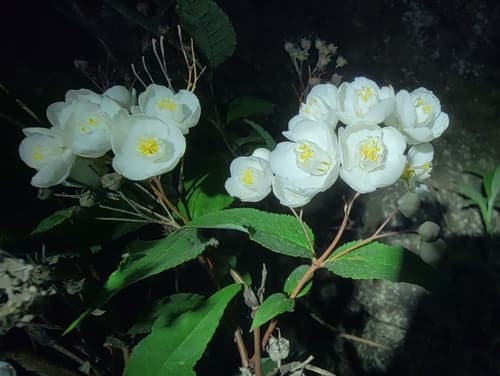 Deutzia
