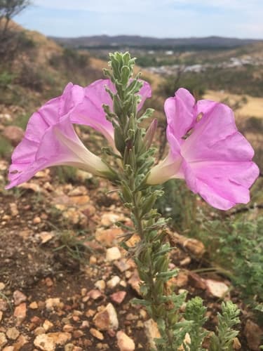 Ipomoea durangensis
