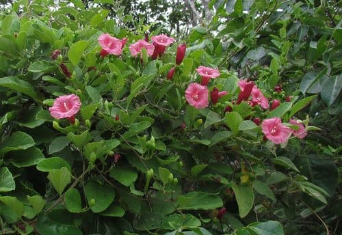 Ipomoea steerei