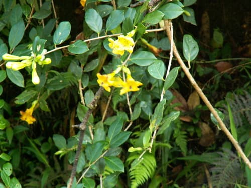 Schultesianthus megalandrus