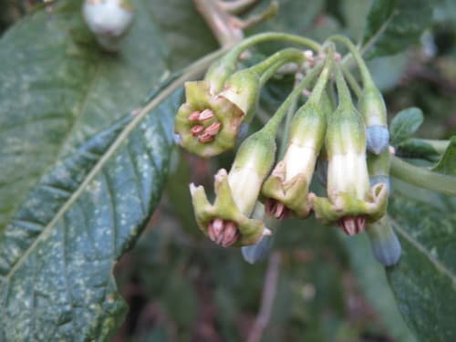 Trozelia umbellata