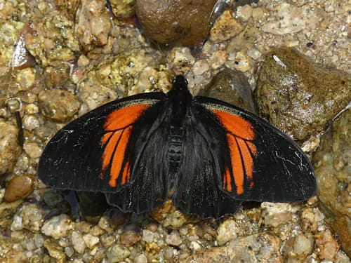 Papilio euterpinus
