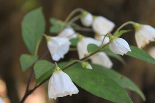 Lycianthes pilifera