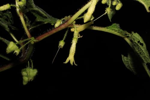 Deprea cardenasiana