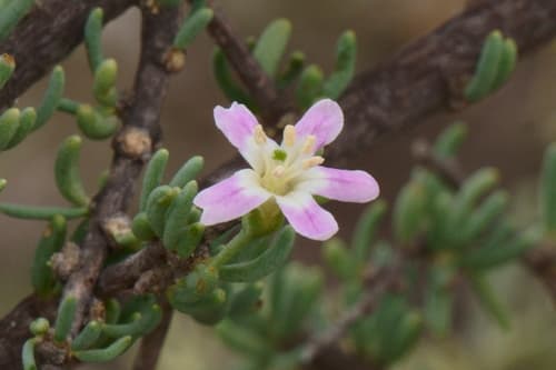 Lycium leiospermum